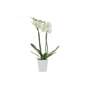 ORCHIDEE BLANC EN POT H38CM